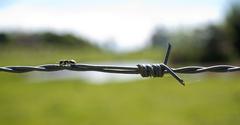 ant on barbed wire