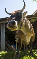Cow in Santa Cruz do Pinhal, Taquara district, Brazil