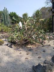 Group of flamingos at Africam Safari