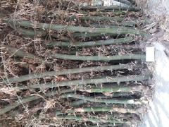 Bamboo trees in Empress Garden, Pune