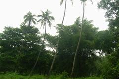 trees at Empress Garden