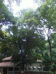 Scenic view of Empress garden with lush greenery and a path