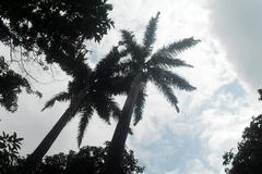 Coconut trees in Empress Garden, Pune