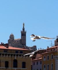 Seagulls in Marseille