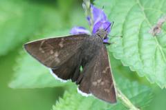 Coyote Cloudywing butterfly dorsal view