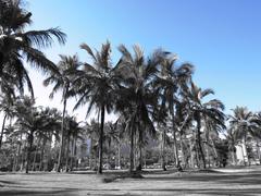 Av. Dr. Artur Costa Filho in Sumaré, Caraguatatuba, SP, Brazil