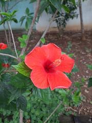 Red hibiscus flower in bloom