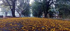 Colorful flowers growing along a road