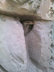 charming squirrel peeking out from a stone wall