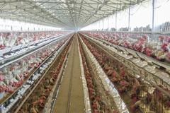 Poultry Farm in Namakkal, Tamil Nadu