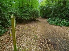 A walk in the woods by Sheepcote Lane