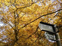 Autumnal colours on the Beeches Way