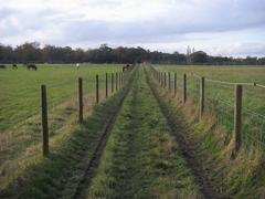 Beeches Way walking path with trees and grassy area