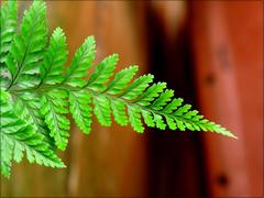 green leaf close-up