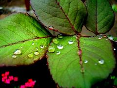 water droplets on rose leaves