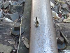 taturana on railway track in Santa Rosa, RS, Brazil