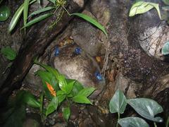 Blue Poison Dart Frog group at National Aquarium in Baltimore