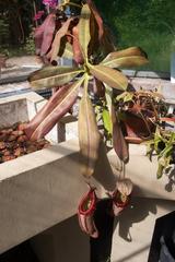 Nepenthes pitcher plants in Budapest Botanical Garden