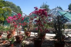 Botanical Garden Budapest greenhouse building surrounded by lush plants on a sunny day