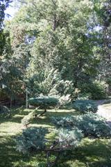 Detailed view of botanical garden in Budapest featuring lush green plants and trees