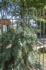 Wollemia nobilis tree in Botanical Garden Budapest