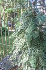 Close-up view of Wollemia nobilis tree in Budapest Botanical Garden
