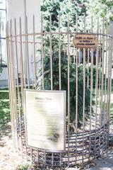 Wollemia nobilis tree in Botanical Garden Budapest