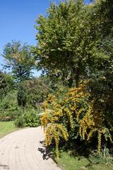 Botanical Garden in Budapest lush green plants and trees