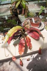 Nepenthes pitcher plants in a botanical garden in Budapest