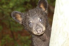Curious wet American Black Bear Cub climbing deck support pole