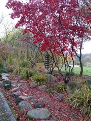 Autumn atmosphere with maple trees in Japangarten Stuttgart