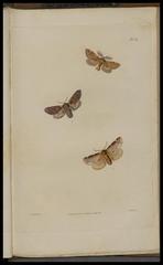 Illustrations of British entomology plate showing various detailed drawings of insects