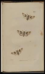 Classical detailed illustration of butterflies from British entomology book plate 15