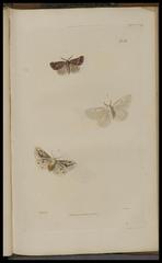 Detailed scientific illustrations of British insects from the 19th century entomology book showing various insect species and anatomical features