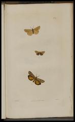 Vintage scientific illustration of British insects from British entomology book Plate 17