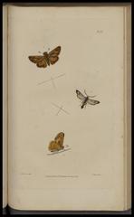 Illustrations of British entomology showing detailed drawings of insects from 1828