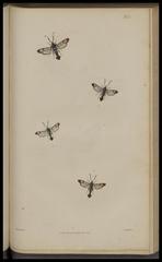 Vintage entomology illustration showing various British insects with detailed wings and body structures