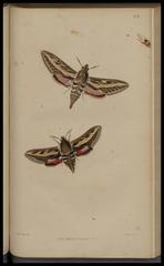 Vintage entomology illustration of British insects with detailed botanical elements