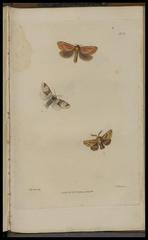 Antique scientific illustration of insects from British entomology