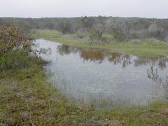 Vernal pool with water in a natural basin depression at Western Marine Corps Air Station Miramar