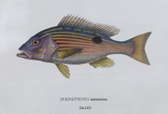 Mesoprion Uninotatus fish illustration by Johann Baptist Ritter von Spix