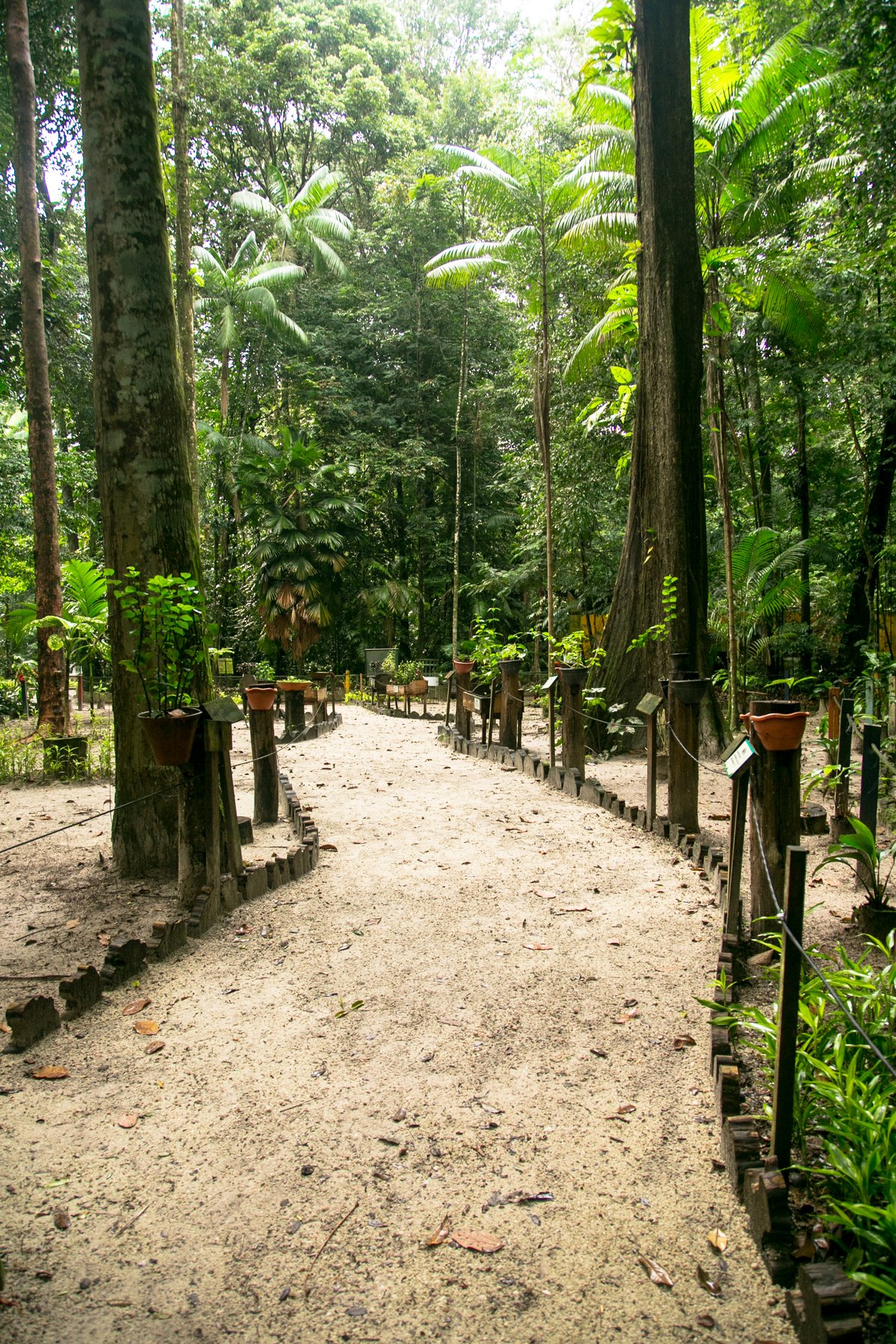 Bosque Rodrigues Alves Complete Guide To Visiting Hours Tickets And Bosque Rodrigues Alves Complete Guide To Visiting Hours Tickets And