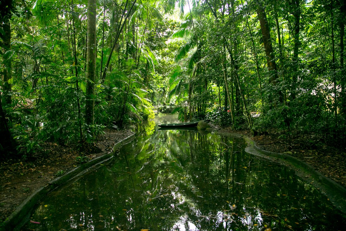 Bosque Rodrigues Alves Bel m Visitor Guide 2026 Audiala Bosque Rodrigues Alves Bel m Visitor Guide 2026 Audiala