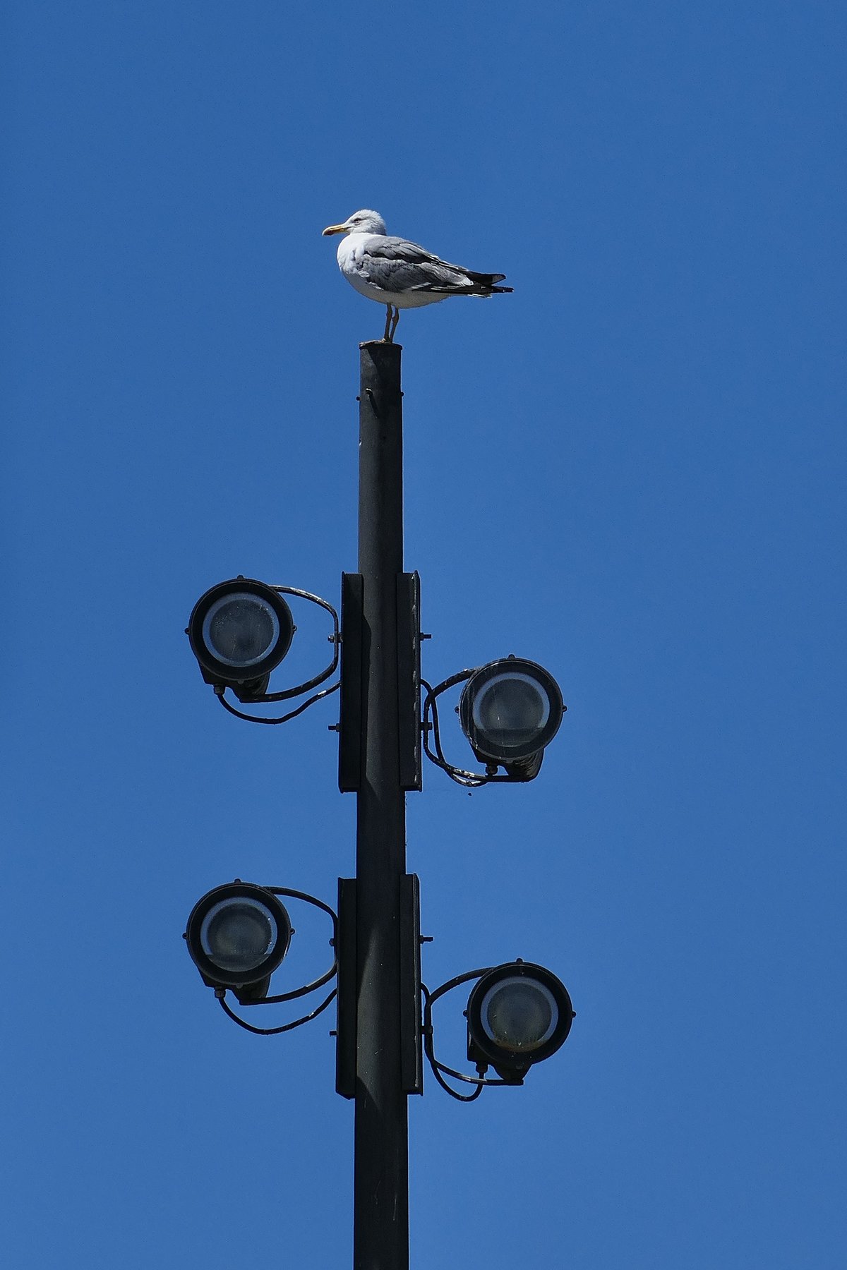 Colorful houses along the Douro River in Porto Portugal with Dom Luís I Bridge in background
