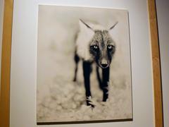 Arctic fox at the Canadian Museum of Nature in Ottawa
