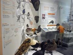 Birds Section exhibit at Canadian Museum of Nature in Ottawa