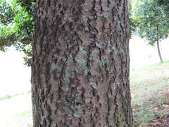 Calophyllum brasiliense tree in Aclimação park, São Paulo City