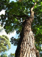 Cedrela fissilis tree acclimatization in Sao Paulo