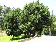 Guanandi tree in Aclimação Park
