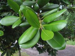 Leaves of Guanandi tree in Aclimação Park São Paulo